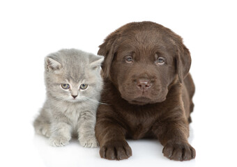 Chocolate Labrador Retriever puppy lies with tiny kitten together in front view. isolated on white background
