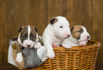 Group of Miniature Bull Terrier puppies sits inside a basket