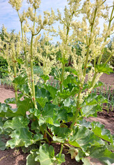 Fototapeta na wymiar rhubarb blooms in the garden. agriculture, horticulture, plant.