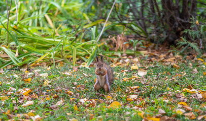 Autumn squirrel on green grass with fallen yellow leaves