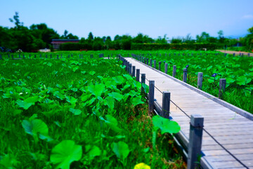 ハスが群生する夏の湖沼