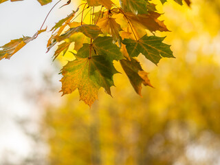 Maple branches with yellow leaves in autumn, in the light of sunset.