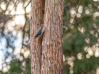 Eurasian nuthatch or wood nuthatch, lat. Sitta europaea, sitting on a tree trunk with a blurred background.