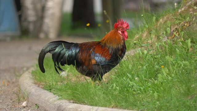 Beautiful rooster feeding on grass field in 4k - handheld medium shot
