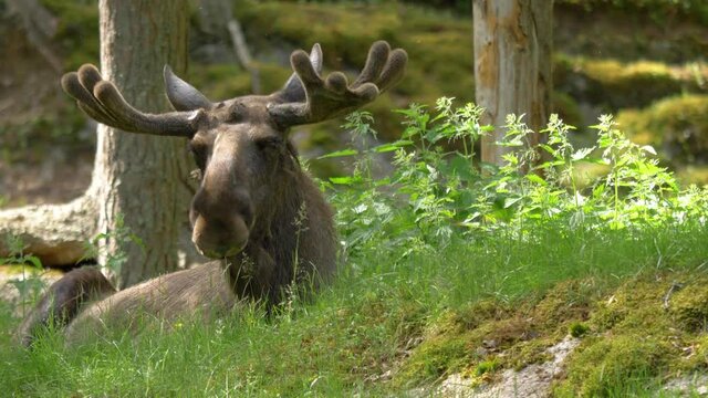 European moose with large antlers resting peacefully in the Scandinavian wilderness -static shot