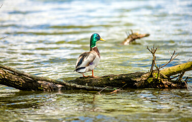 The drake is standing on a tree branch in the middle of the lake