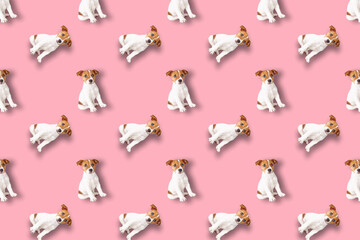 Puppy dog on pink background. Seamless background with jack russell terrier dog