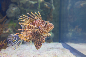 Close up shot of Red lionfish swimming