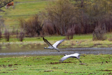 a group of wild cranes takes off into the sky