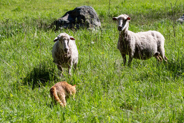 Obraz premium a young cat hunts a herd of rams