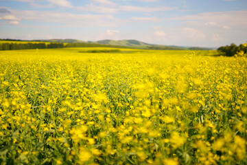 Fototapeta premium yellow rapeseed flowers in field. selective focus
