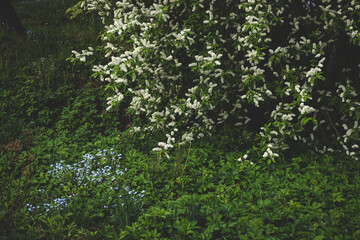 Fototapeta premium Forget me nots wildflowers on the background of the summer landscape. bird-cherry tree
