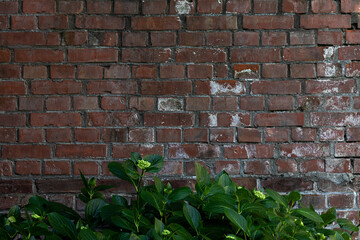 Brick walls and plants