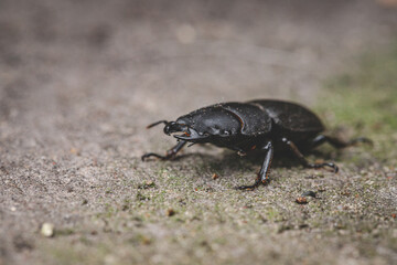 Dorcus parallelipipedus, the lesser stag beetle, is a species of stag beetle found in Europe	