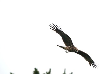 black kite in the forest