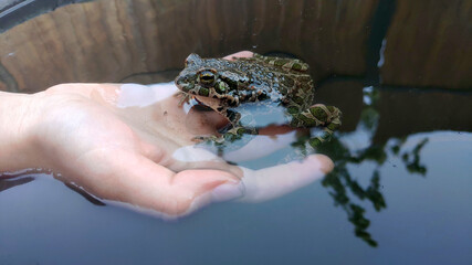 frog in hand