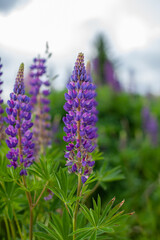 Blooming macro lupine flower. Lupine field with pink purple and blue flower. Bunch of lupines summer flower background. A field of lupines. Violet spring and summer flower