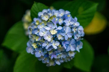 Zelfklevend Fotobehang A pale blue hydrangea flower. © Alvin Yoshikawa