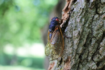 cicada
