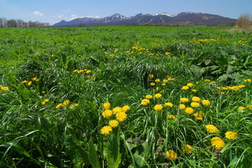 那須高原の風景