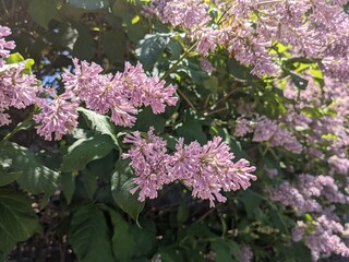 tiny purple flower blooms on a bush