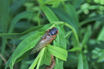 Cicada