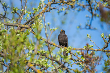 Common European Starling Bird or Sturnus vulgaris perched on branch of in a tree during spring time