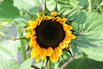 sunflower on a green background