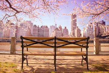 On a bench in Roosevelt Island with the cherry blossoms blooming - obrazy, fototapety, plakaty