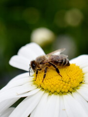 European honey bee Apis mellifera on a daisy flower