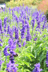 lavender flowers in the garden