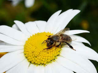 European honey bee Apis mellifera on a daisy flower