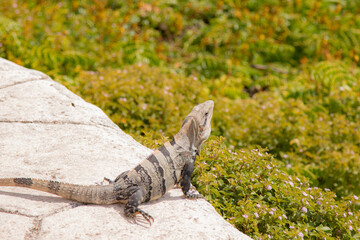 Iguana in Isla Mujeres enjoying the sun and the view of the ocean.