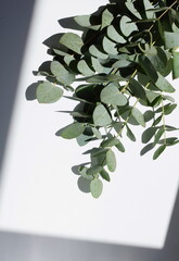 eucalyptus leaves on a white background.  top view. minimal floral card.poster 