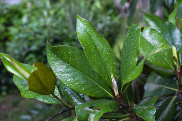 water drops on magnolia leaf, raindrops, green leaves,