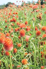 flowers in the garden