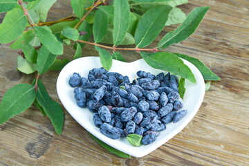 Berries of edible blue honeysuckle (Lonicera caerulea)