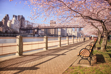 Roosevelt Island with the cherry blossoms blooming benches view