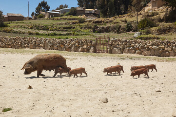 Fototapeta premium A mother pig and her piglets walking on the sand of a village beach.