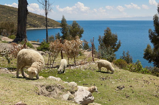 Group of sheep eating in the pasture of the field next to Lake Titicaca in Bolivia.