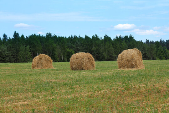 three round rolls of dried straw in the field against the background of the forest. rural landscape on a summer day