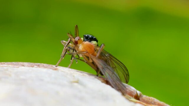 Predator and Prey - Copper Sun Jumper or Copper Sun-jumper, Jumping Spider, Heliophanus cupreus