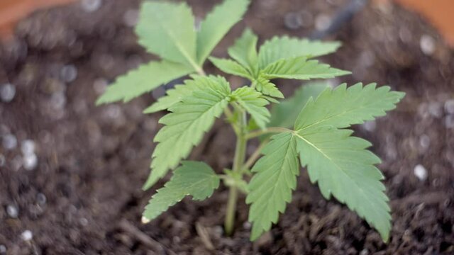 Young medical marijuana plant blows gently in the breeze, medicinal cannabis plant