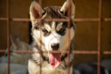 Purebred husky puppy in an open-air cage at a dog farm Haskiland near Kemerovo, Siberia, Russia