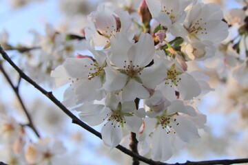 spring blossom
