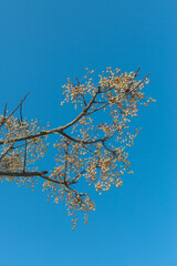 yellow leaves with blue sky