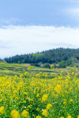 rape blossoms at korea island