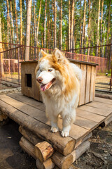 Purebred husky in an open-air cage at a dog farm Haskiland near Kemerovo, Siberia, Russia