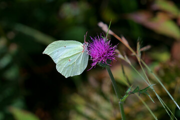 アザミの花に白いヤマキチョウ