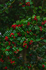 Red berry with green leaves